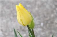 6df9543f-tulipan.jpg