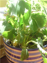 6e02aa40-P19-05-13_12.54.JPG