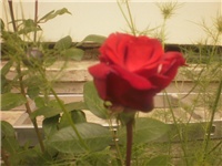 6f0dad34-P8050154.JPG