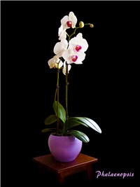 6fef0f42-orchid1.jpg