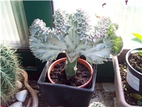 70a15e17-Euphorbia.jpg