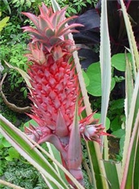 70ac01f6-ananas_comosus_variegatus.jpg