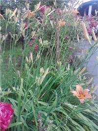 70ae15cf-P050614_19.27_01.jpg