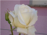 71762690-029.JPG