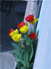 718942fb-tulip.jpg