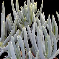 72209e23-Senecio-mandraliscae.jpg