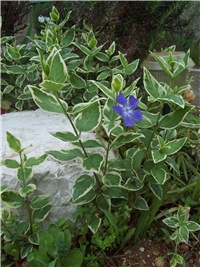 723fd0e4-101_1542.jpg