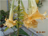 744ecc4c-DSCN2291.JPG