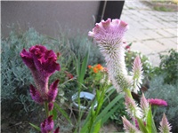7528938b-IMG_4371.jpg