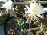 7673ddfc-Echinopsis.jpg