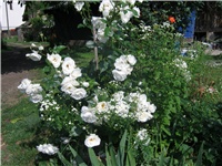 767ef2ad-IMG_0768.jpg