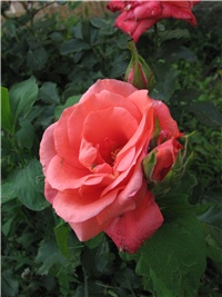 76ab72d9-05.06.054.jpg