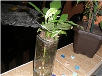 770f01dc-CIMG1018.JPG