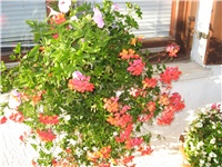 775069ef-IMG_0001.JPG