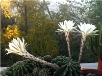 779cdbbf-004.JPG