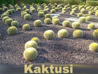 Kaktusi