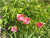 7802b0e0-IMG_3695.jpg