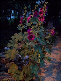 78420f61-101_2308.jpg