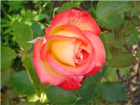 78522fea-DSC05375.JPG