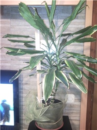 785b7de2-dracena.jpg