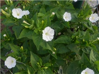 78f60cbd-DSCN0757.JPG