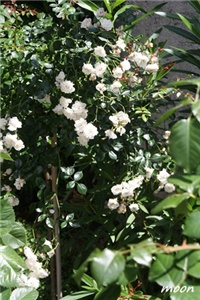 791cb4ad-IMG_2064.JPG