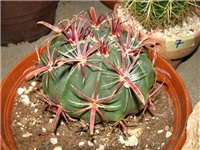 7a438898-IMG_2711.jpg