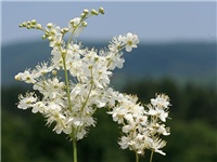 7ac2c89f-filipendula-hexapetala.jpg