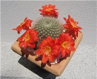 7b9babbc-rebutia1.jpg