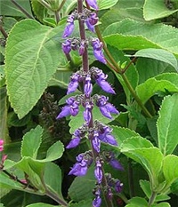 7cbf93e4-plectranthus_barbatus.jpg