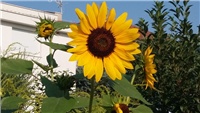 7cc1f9c2-20170810_082048.jpg