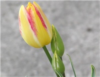 7cc5c31d-ttulip.jpg