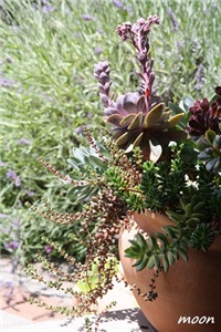 7cd0575c-IMG_2035.JPG