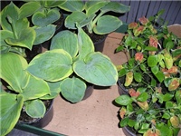 7cfbbfd4-P1010031.JPG