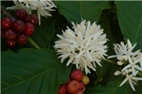 7e746765-cofi23.jpg