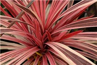 7e87cbb2-Cordyline_PinkStripeSportprop.jpg