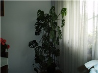 7ec27649-P1010021.JPG