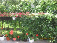7f26f72f-023.JPG