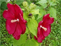 7f353950-photocat1aa4.jpg