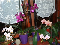 7fc90079-DSC06898.JPG