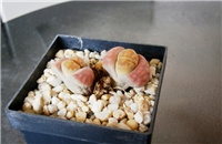 80da33d9-P5040050.JPG