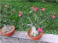 81a01ee3-011.JPG