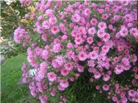 81aa7f29-IMG_4399.jpg