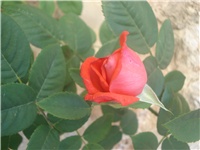 81b8cf43-005.JPG