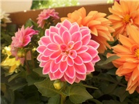 81b94f1c-P5040620.JPG