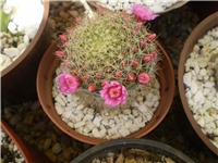 825236ce-P1010032.JPG