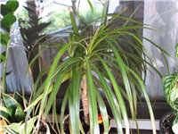835e6826-pokucarci_010.jpg