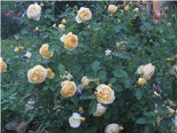 841aca6e-IMG_0730.jpg