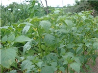 84600266-tomatiljo.JPG