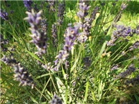 84727ded-DSCN1006.JPG